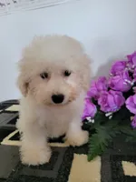 Cooper, a male Bichon Frise for sale in Edgar Springs, MO – 1 of 3