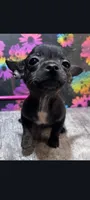 Babe, a female Chihuahua for sale in Edgar Springs, MO – 2 of 4