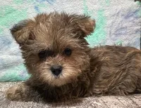 Racer, a male Shorkie for sale in Edgar Springs, MO – Photo 3 of 3