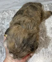 Racer, a male Shorkie for sale in Edgar Springs, MO – Photo 2 of 2