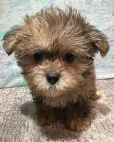 Racer, a male Shorkie for sale in Edgar Springs, MO – Photo 2 of 3