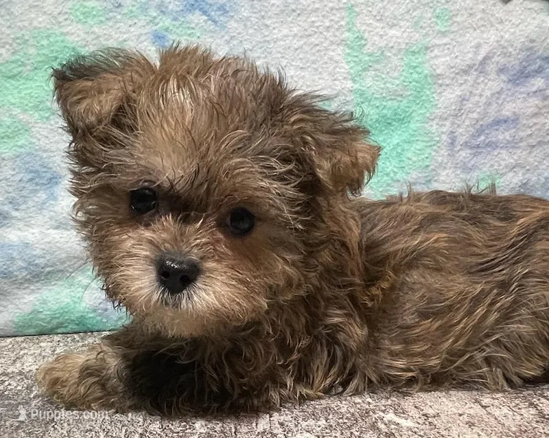 Racer – Shorkie puppy for sale in Edgar Springs, MO