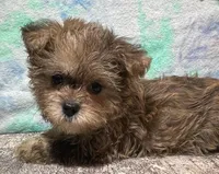 Racer, a male Shorkie for sale in Edgar Springs, MO – Photo 1 of 3