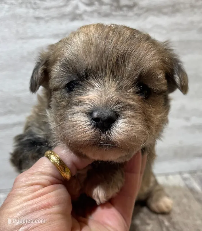 Racer, a male Shorkie for sale in Edgar Springs, MO – Photo 1 of 2