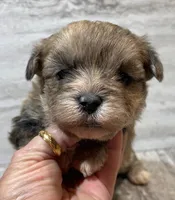 Racer, a male Shorkie for sale in Edgar Springs, MO – Photo 1 of 2