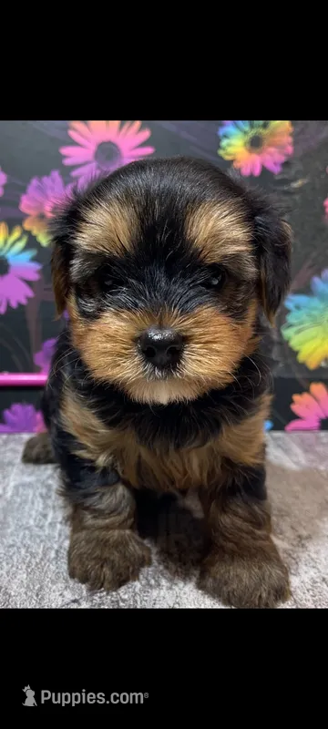 Buttons – Yorkshire Terrier puppy on hold in Edgar Springs, MO
