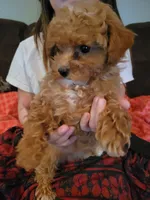 Queenie, a female Poodle - Toy  for sale in Edgar Springs, MO – 2 of 3