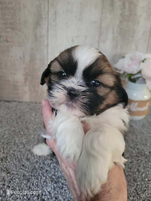 Ben – Shih Tzu puppy for sale in Edgar Springs, MO