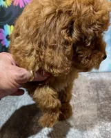Betsy, a female Poodle - Toy  for sale in Edgar Springs, MO – 2 of 2