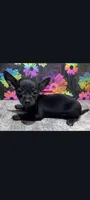 Babe, a female Chihuahua for sale in Edgar Springs, MO – 3 of 4