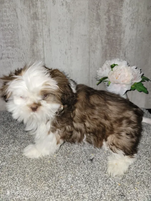 Rascal, a male Shih Tzu for sale in Edgar Springs, MO – Photo 1 of 1