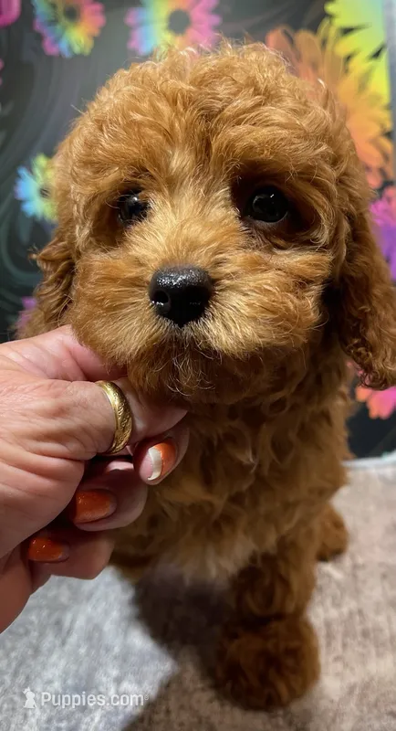 Betsy – Poodle - Toy  puppy for sale in Edgar Springs, MO