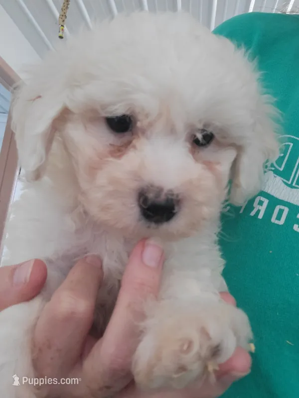 Ollie – Bichon Frise puppy for sale in Edgar Springs, MO