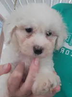 Ollie, a male Bichon Frise for sale in Edgar Springs, MO – 1 of 3