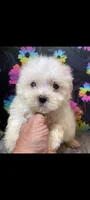 Little one, a male Maltese for sale in Edgar Springs, MO – 1 of 1