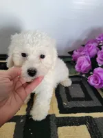 Rascal, a male Bichon Frise for sale in Edgar Springs, MO – 2 of 2