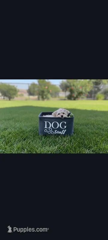Kiya – Yorkshire Terrier puppy for sale in Edgar Springs, MO