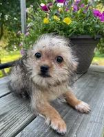 Bruiser, a male Shorkie for sale in Edgar Springs, MO – 3 of 3