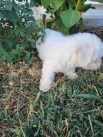 Jake, a male Bichon Frise for sale in Edgar Springs, MO – 3 of 5