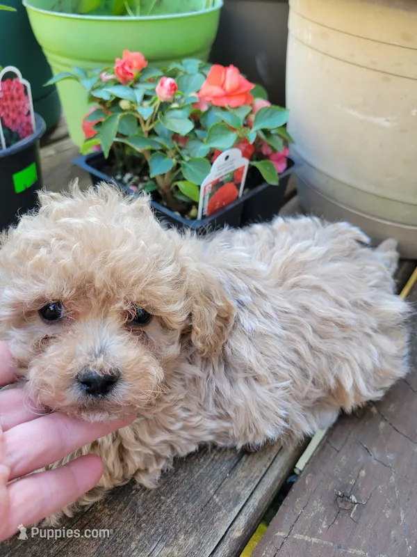 Benji  – Bichpoo puppy for sale in Edgar Springs, MO