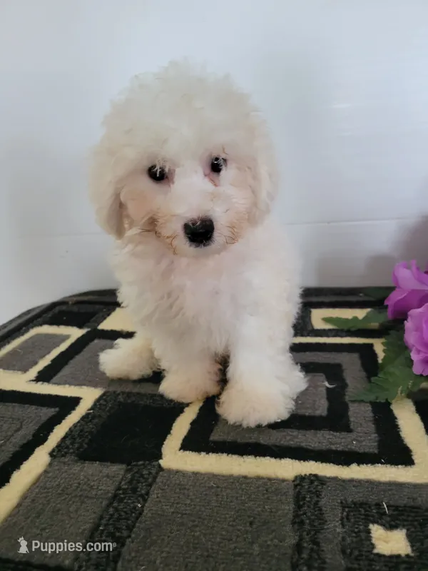 Ollie – Bichon Frise puppy for sale in Edgar Springs, MO