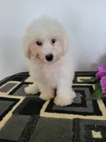 Ollie, a male Bichon Frise for sale in Edgar Springs, MO – 1 of 3