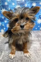 boo boo, a female Yorkshire Terrier for sale in Edgar Springs, MO – Photo 1 of 3