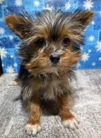 boo boo, a female Yorkshire Terrier for sale in Edgar Springs, MO – Photo 3 of 3