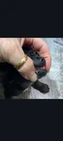 Babe, a female Chihuahua for sale in Edgar Springs, MO – 4 of 4
