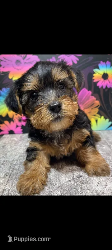Buttons – Yorkshire Terrier puppy for sale in Edgar Springs, MO
