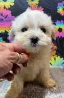 Chance, a male Maltese for sale in Edgar Springs, MO – 1 of 1