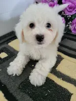 Reggie, a male Bichon Frise for sale in Edgar Springs, MO – 2 of 2