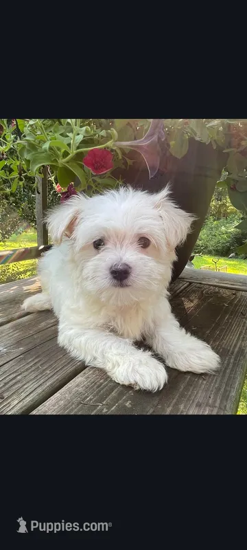 Chance – Maltese puppy for sale in Edgar Springs, MO
