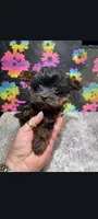 Little bit, a male Yorkipoo for sale in Edgar Springs, MO – 2 of 3