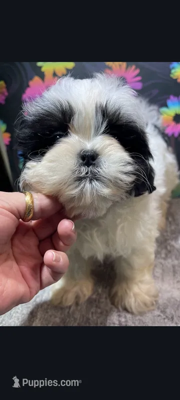 Bandit  – Shih Tzu puppy for sale in Edgar Springs, MO