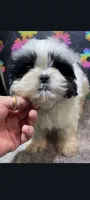 Bandit , a male Shih Tzu for sale in Edgar Springs, MO – 1 of 3