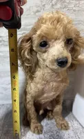 Charlie, a male Poodle - Toy  for sale in Edgar Springs, MO – Photo 6 of 6