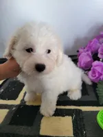 Coach, a male Bichon Frise for sale in Edgar Springs, MO – 2 of 2
