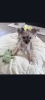 Coco, a female Yorkshire Terrier for sale in Edgar Springs, MO – 4 of 6