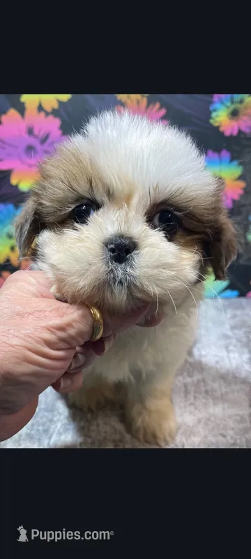 Zimara – Shih Tzu puppy for sale in Edgar Springs, MO