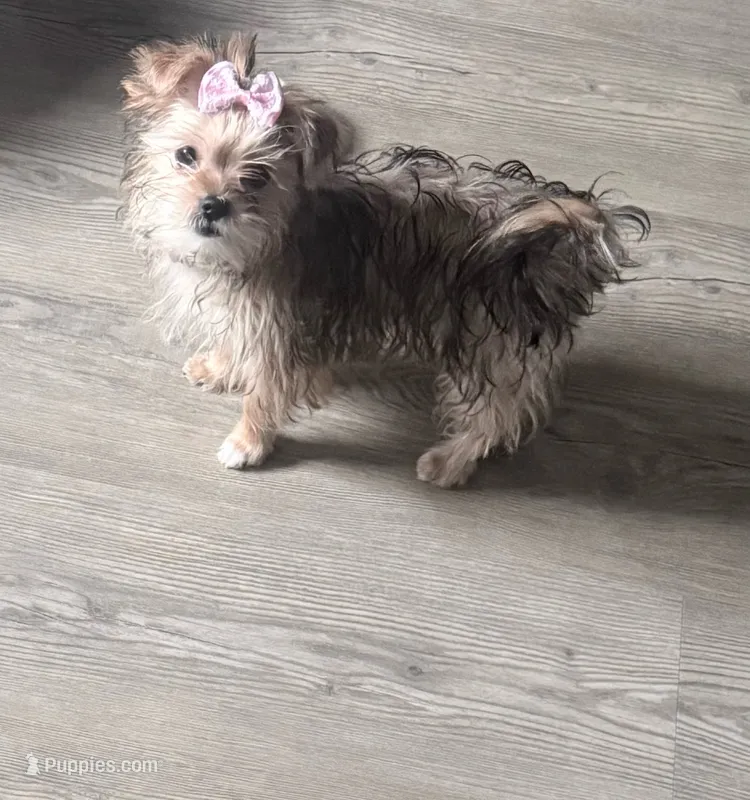 Kiya – Yorkshire Terrier puppy for sale in Edgar Springs, MO