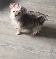 Kiya, a female Yorkshire Terrier for sale in Edgar Springs, MO – 1 of 1