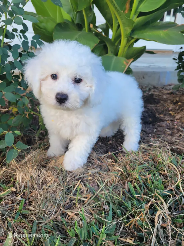Reggie – Bichon Frise puppy for sale in Edgar Springs, MO