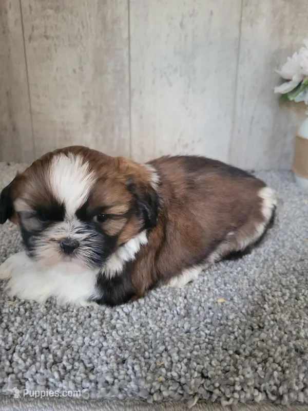Sam – Shih Tzu puppy for sale in Edgar Springs, MO