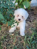 Jake, a male Bichon Frise for sale in Edgar Springs, MO – 4 of 5