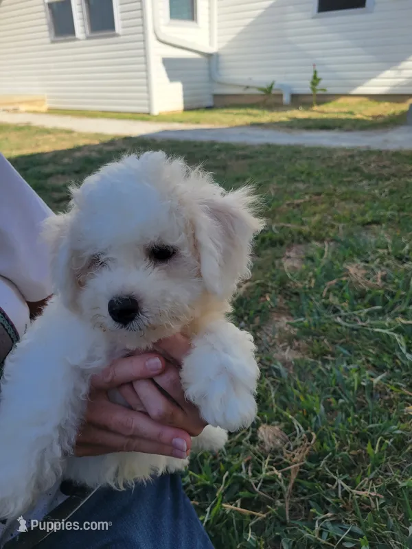 Benji – Bichon Frise puppy for sale in Edgar Springs, MO