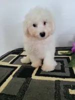 Ollie, a male Bichon Frise for sale in Edgar Springs, MO – 3 of 3
