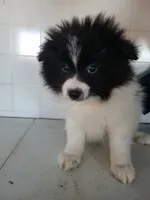 Jakie, a male Pomeranian for sale in Edgar Springs, MO – Photo 1 of 2