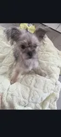 Coco, a female Yorkshire Terrier for sale in Edgar Springs, MO – 6 of 6