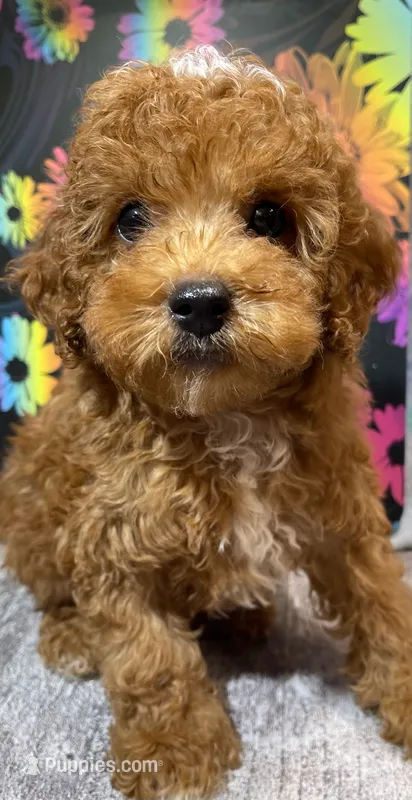 Chuck – Poodle - Toy  puppy for sale in Edgar Springs, MO